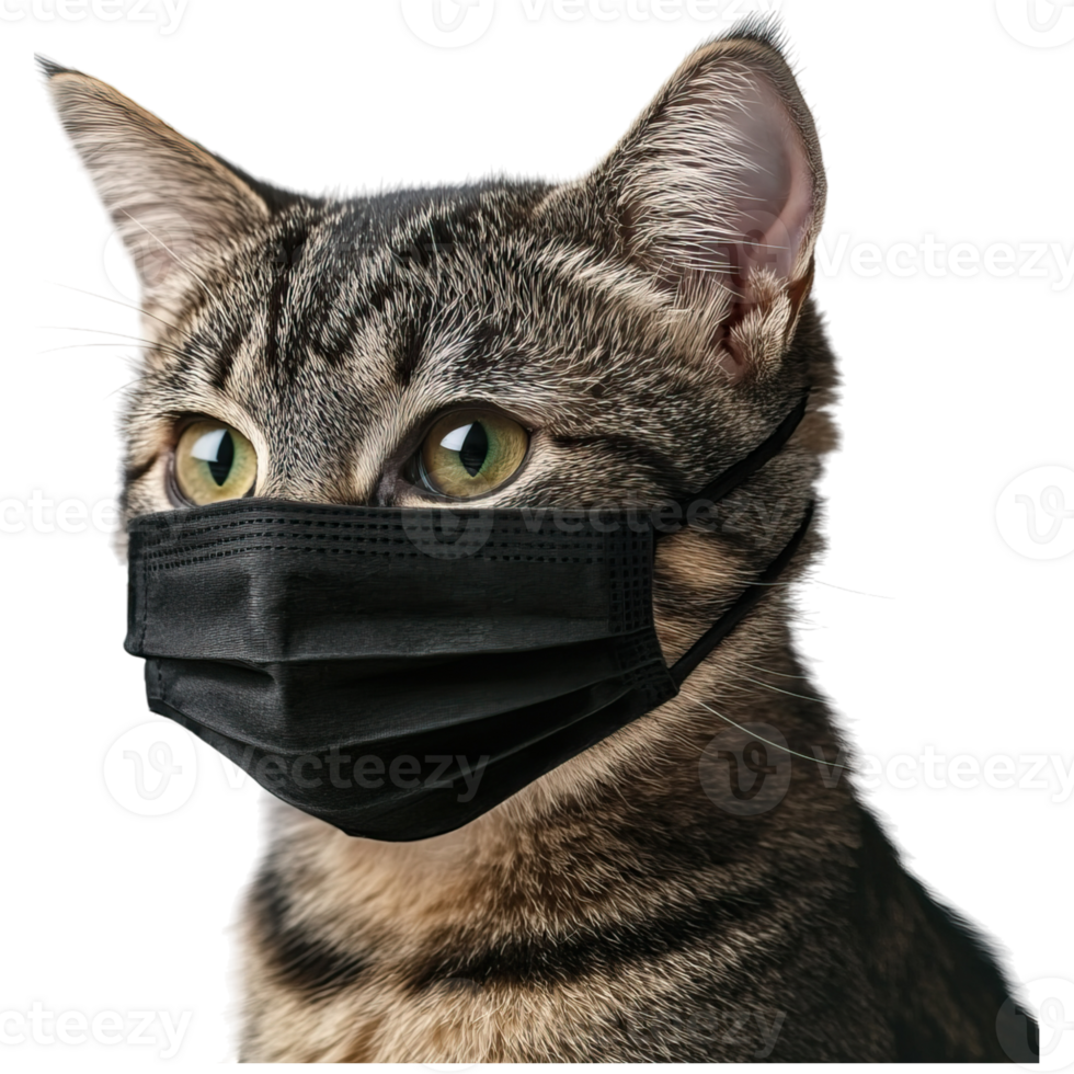 A cat wearing a black mask, showcasing its striking green eyes and distinctive fur patterns. png