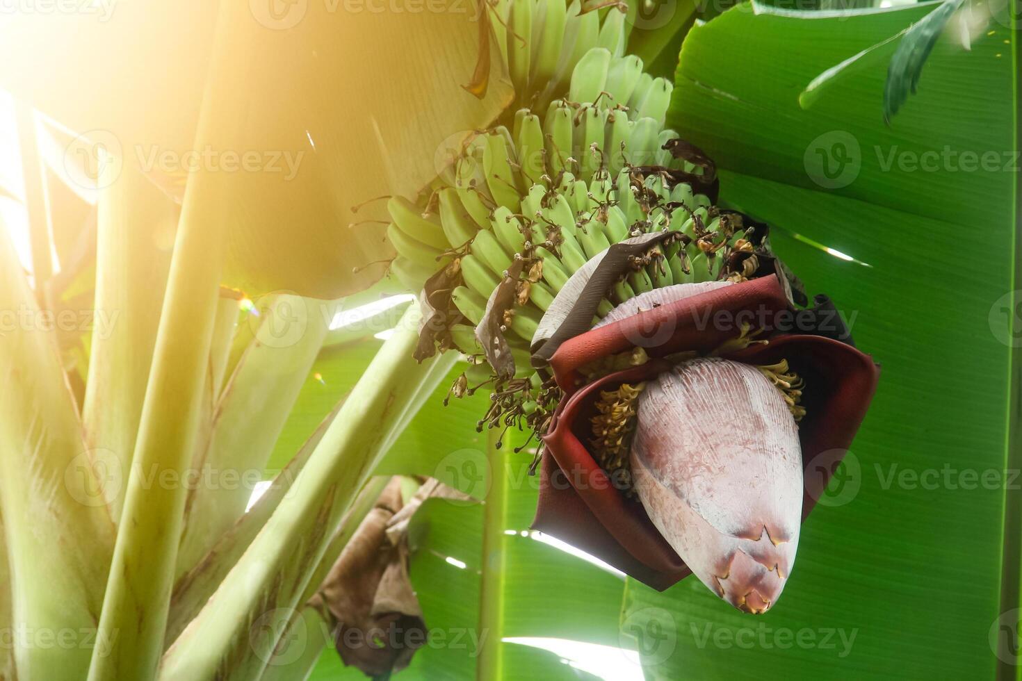 Banana blossoms and green bananas that are still on the tree photo