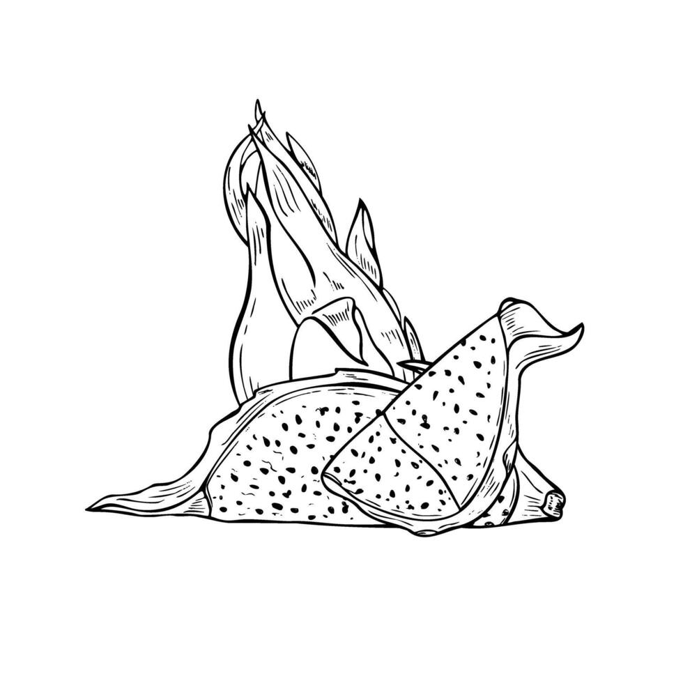 Monochrome whole, half pitahaya cactus hand drawn illustration painted by black inks in linear style. Aromatic dragon fruit etching drawing for tropical decor, package design, coloring book vector