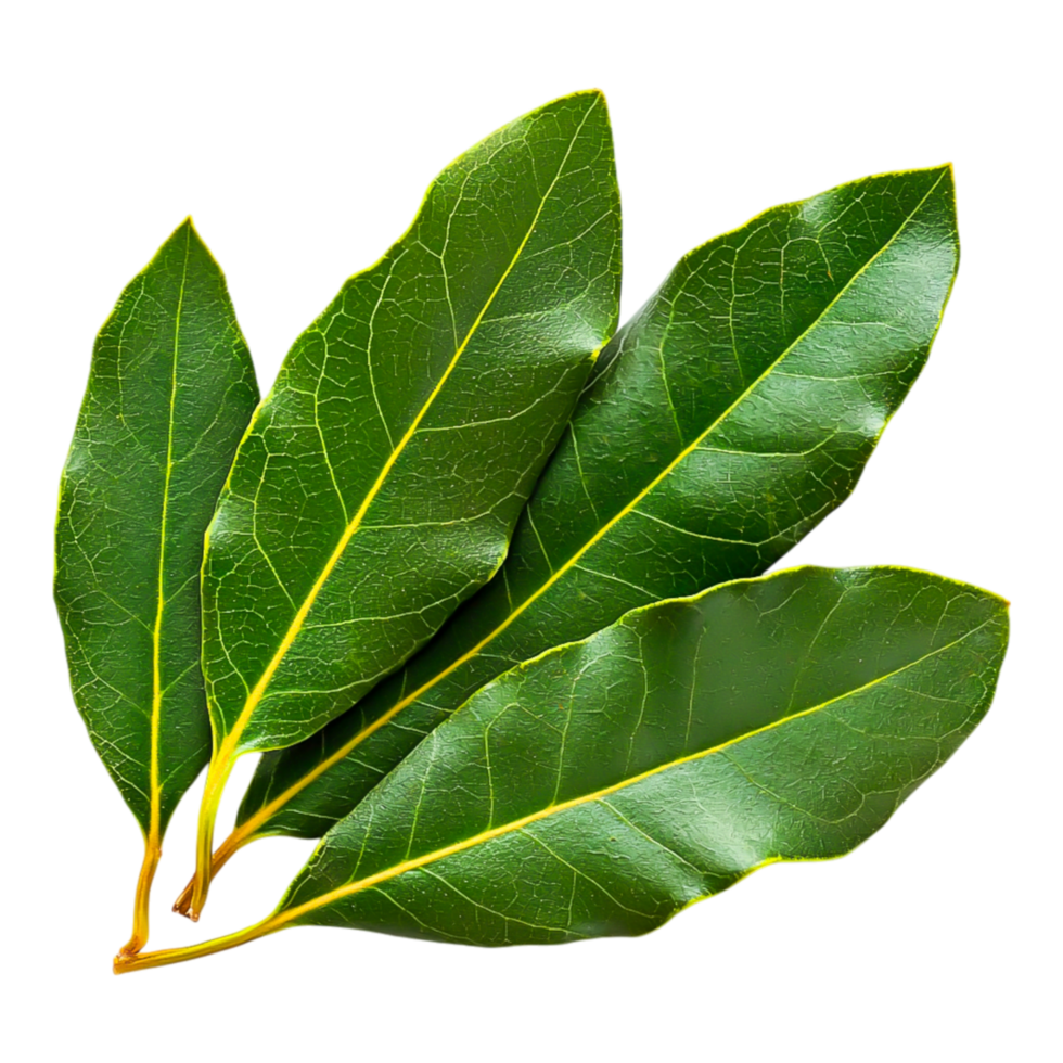 Fresh Green Bay Leaves for Culinary Use png