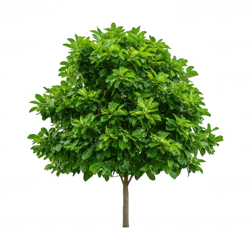 A Lush Green Tree with Dense Foliage png