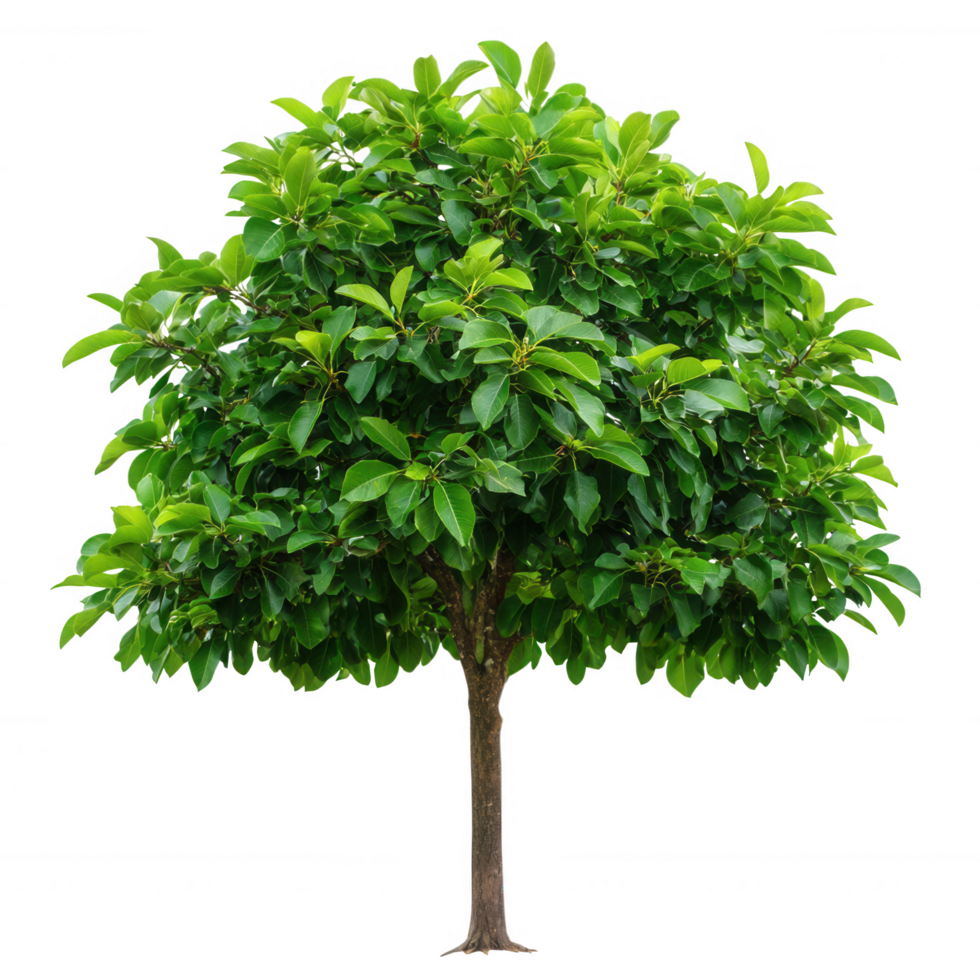 Lush Green Tree with Abundant Foliage Against png