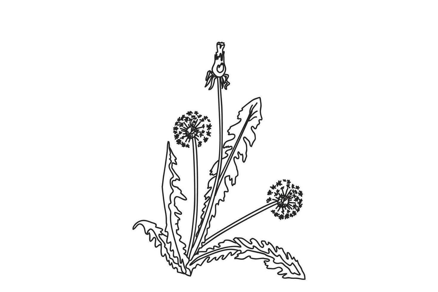 Medical botanical plants and flowers isolated on white background. Line art Dandelion bouquet illustration. Graphic design for Brand Wedding invitation Greeting card Product Print Book vector