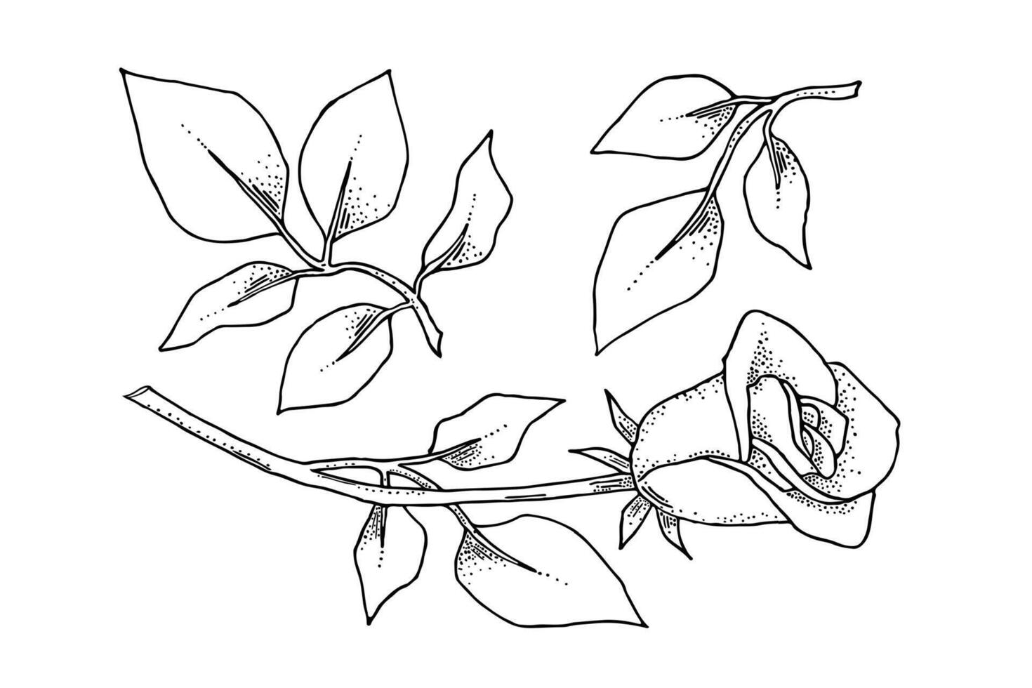 A set of hand-drawn flower elements. vector