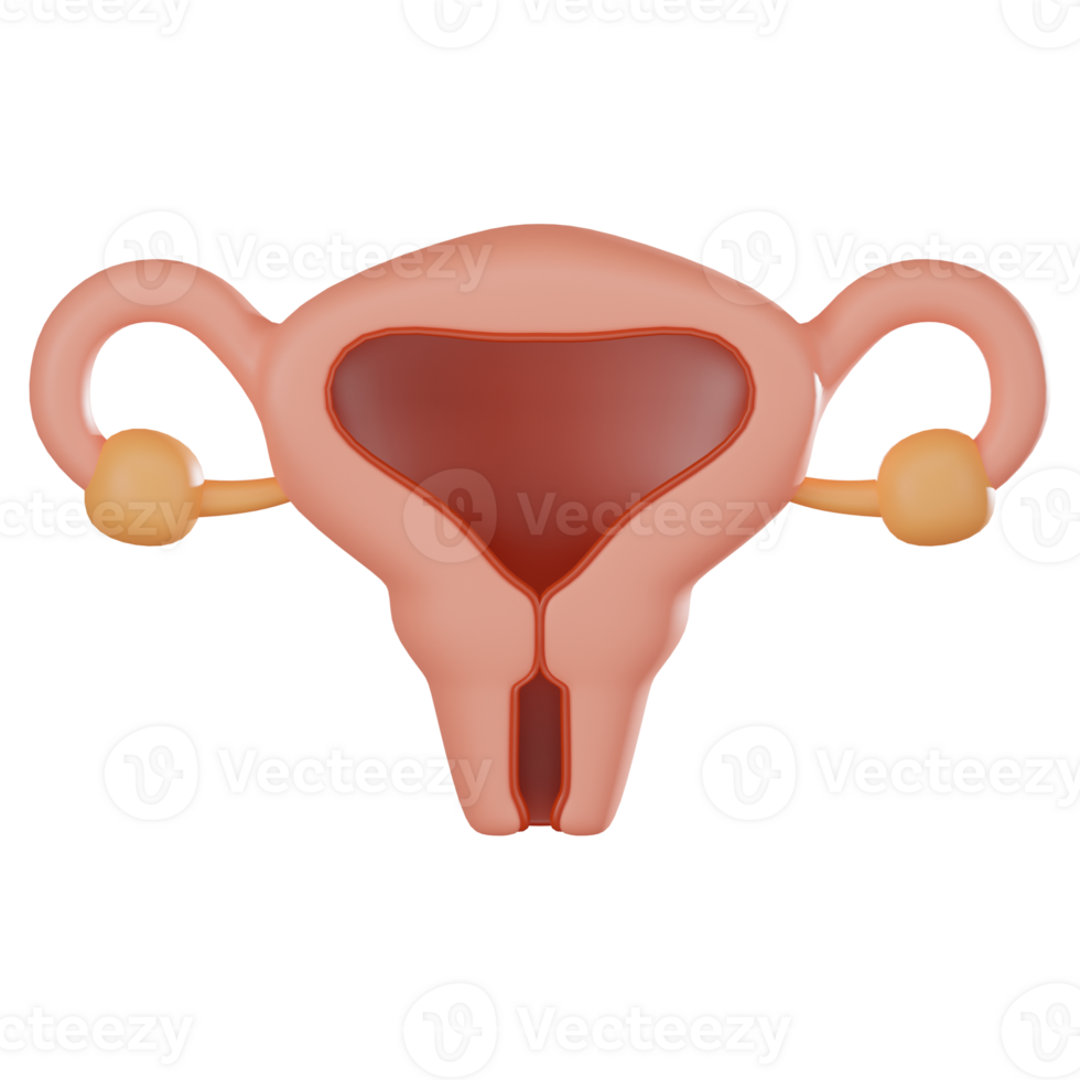 3D render, Uterus for Gynecology and Medical Visualization, Icon Illustration png
