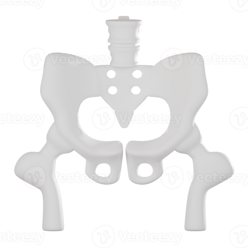 3D render, of Pelvis Anatomy for Medical and Educational Use, Icon Illustration png