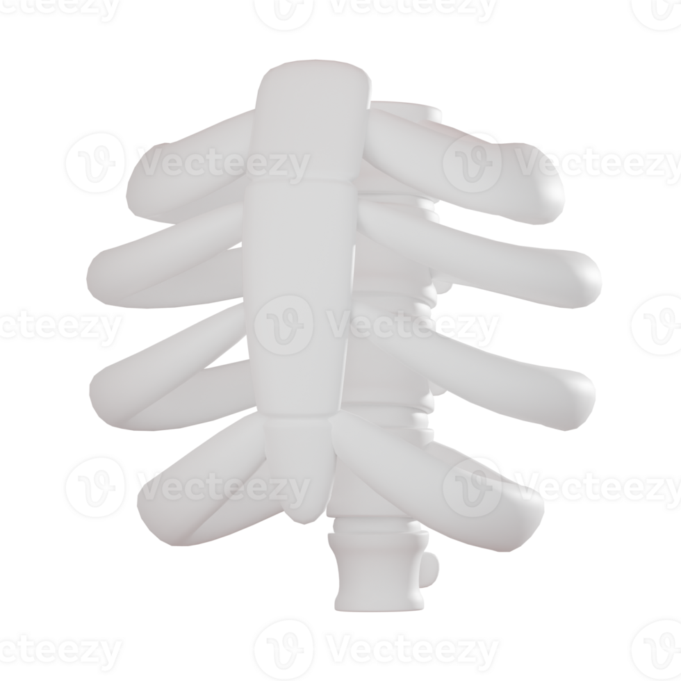 3D render, Ribcage for Anatomy and Medical Visualization, Icon Illustration png