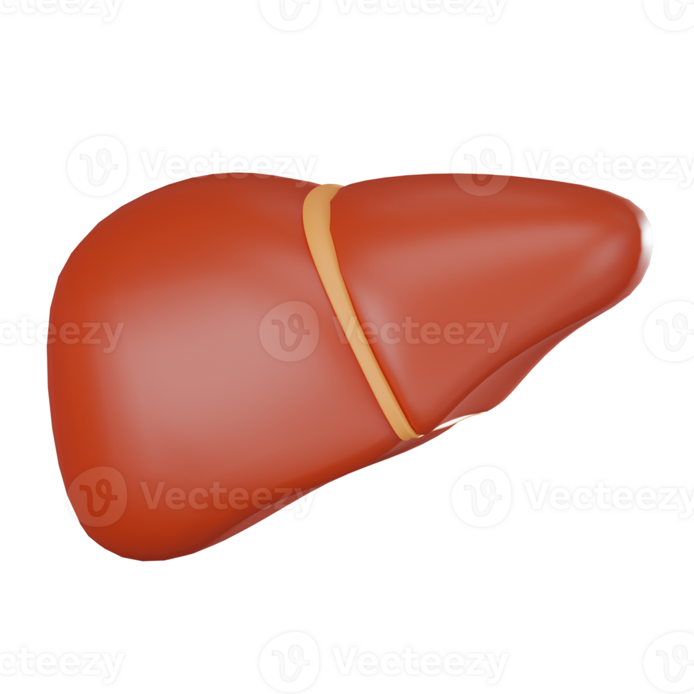 3D render, Liver for Medical Research and Anatomy Studies, Icon Illustration png