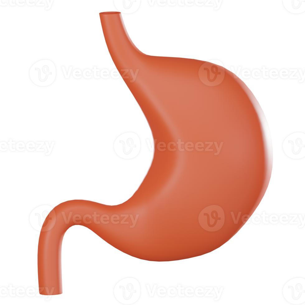 3D render, Stomach for Medical and Educational Use, Icon Illustration png