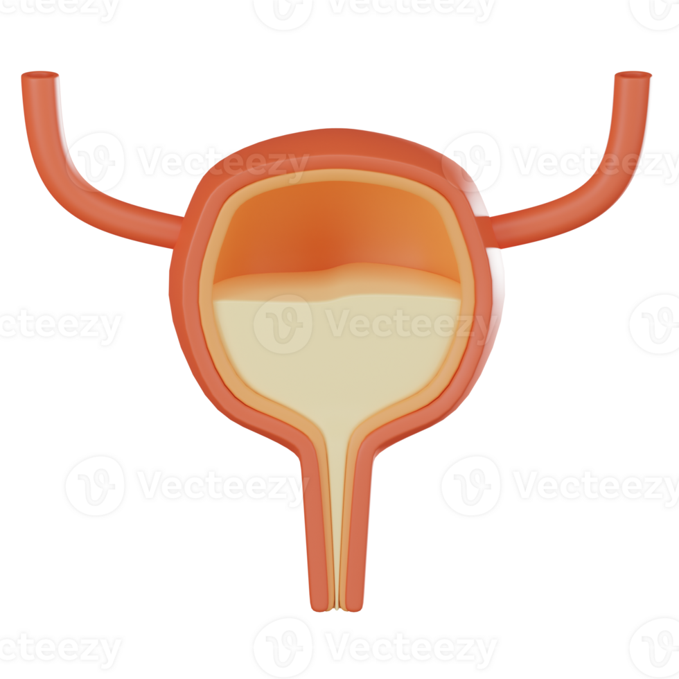 3D render, Bladder for Urinary Health and Medical Research, Icon Illustration png