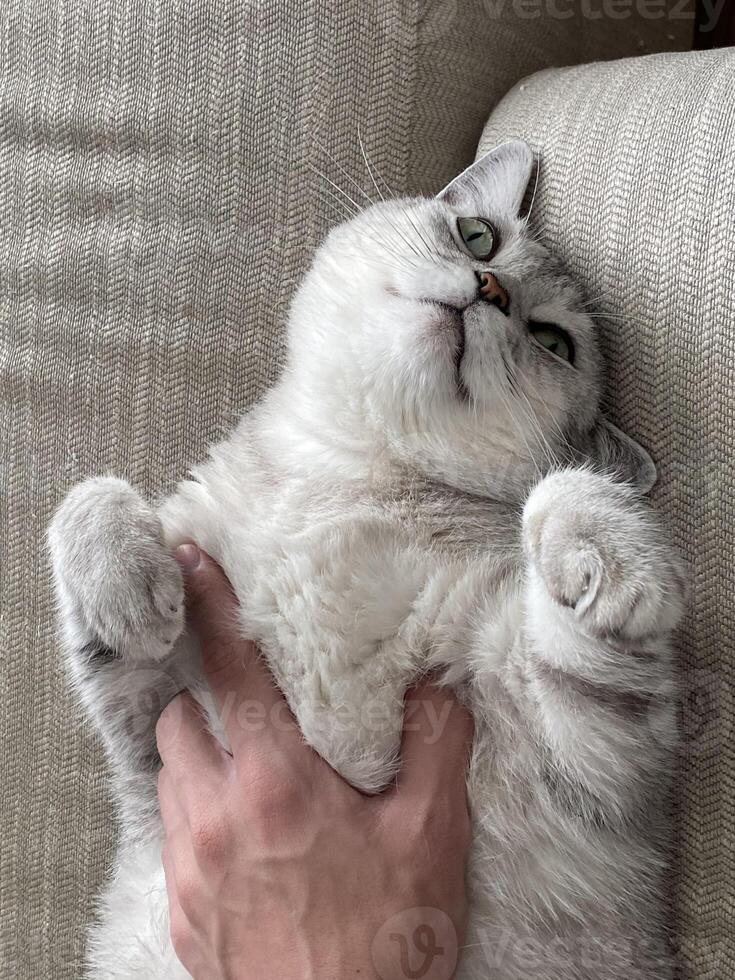 Relaxed Scottish Straight cat enjoying a gentle touch from human hand on cozy beige couch at home. Close up cat face. companionship and special bond between a pet and caring owner. Favorite pets photo