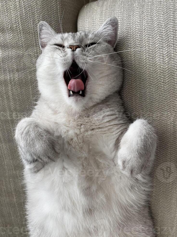 Scottish Straight cat yawning with closed eyes lying on cozy couch at home. Close up cat face and paws. Favorite pets. Pet care. Domestic animals. Sleeping cat photo