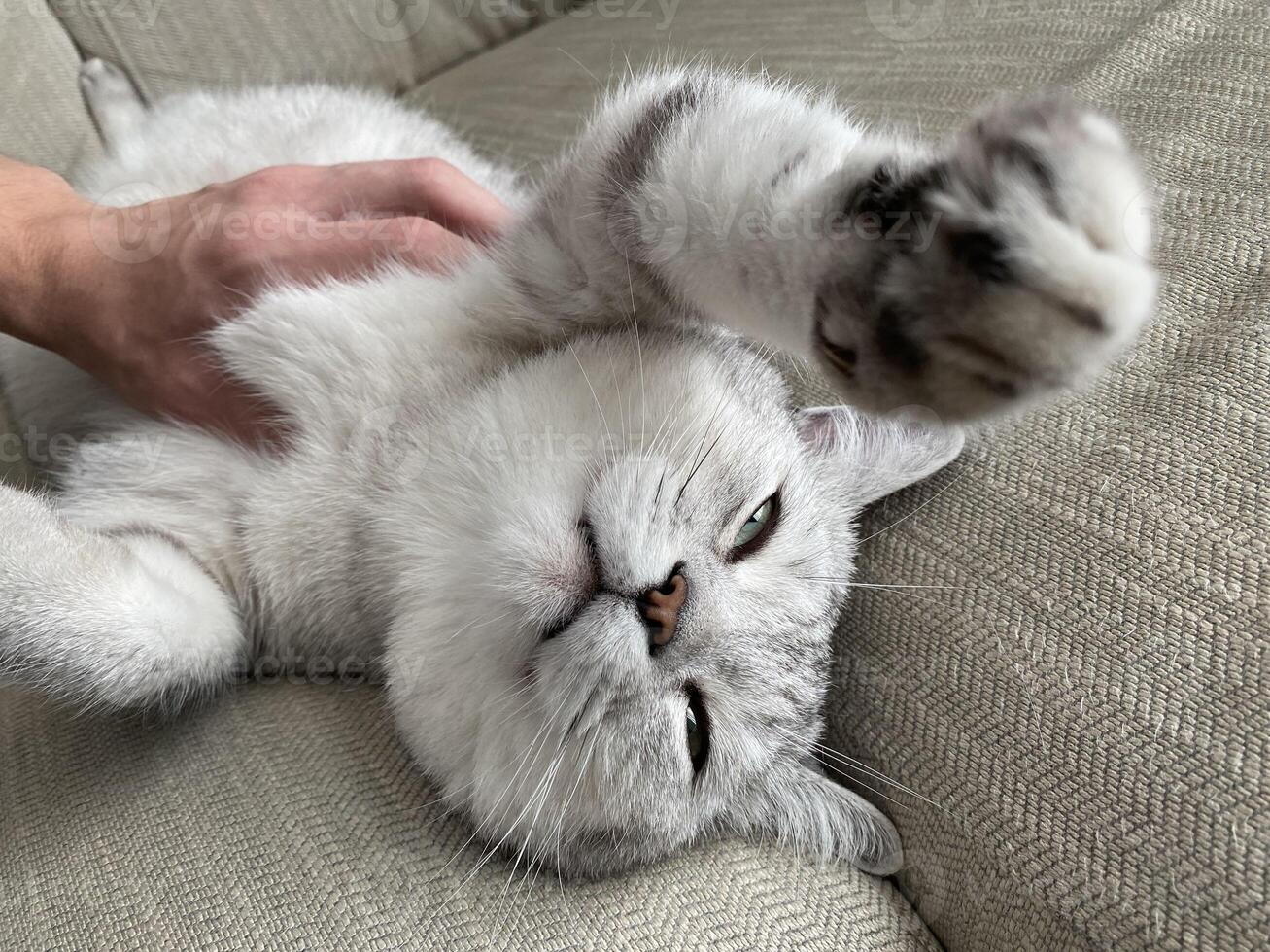 Relaxed Scottish Straight cat enjoying a gentle touch from human hand on a cozy couch at home. Close up cat face. comfort, companionship and special bond between a pet and caring owner. Favorite pets photo