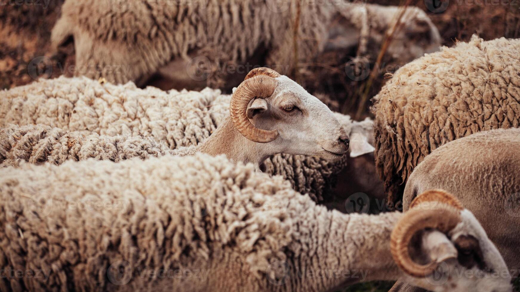 Flock of sheep in Himalayas mountain range, Nepal, Asia. Close up. photo