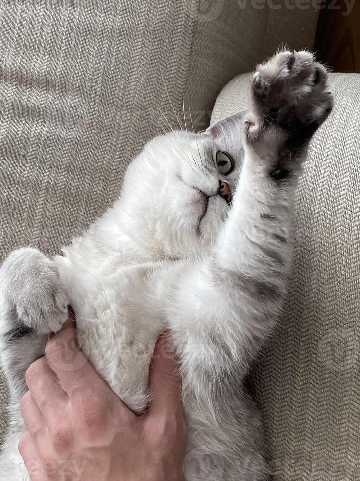 Relaxed Scottish Straight cat enjoying a gentle touch from human hand on cozy couch at home. Close up cat face and paws. companionship and special bond between a pet and caring owner. Favorite pets photo