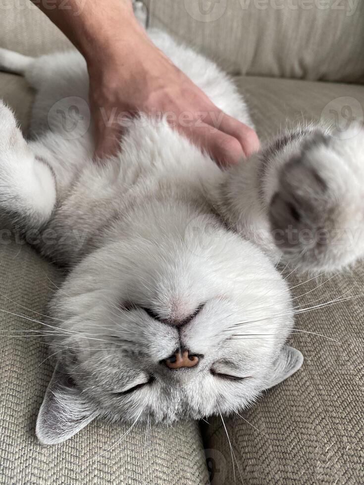 Relaxed Scottish Straight cat enjoying a gentle touch from human hand on a cozy couch at home. Close up cat face. comfort, companionship, special bond between a pet and its caring owner. Favorite pets photo
