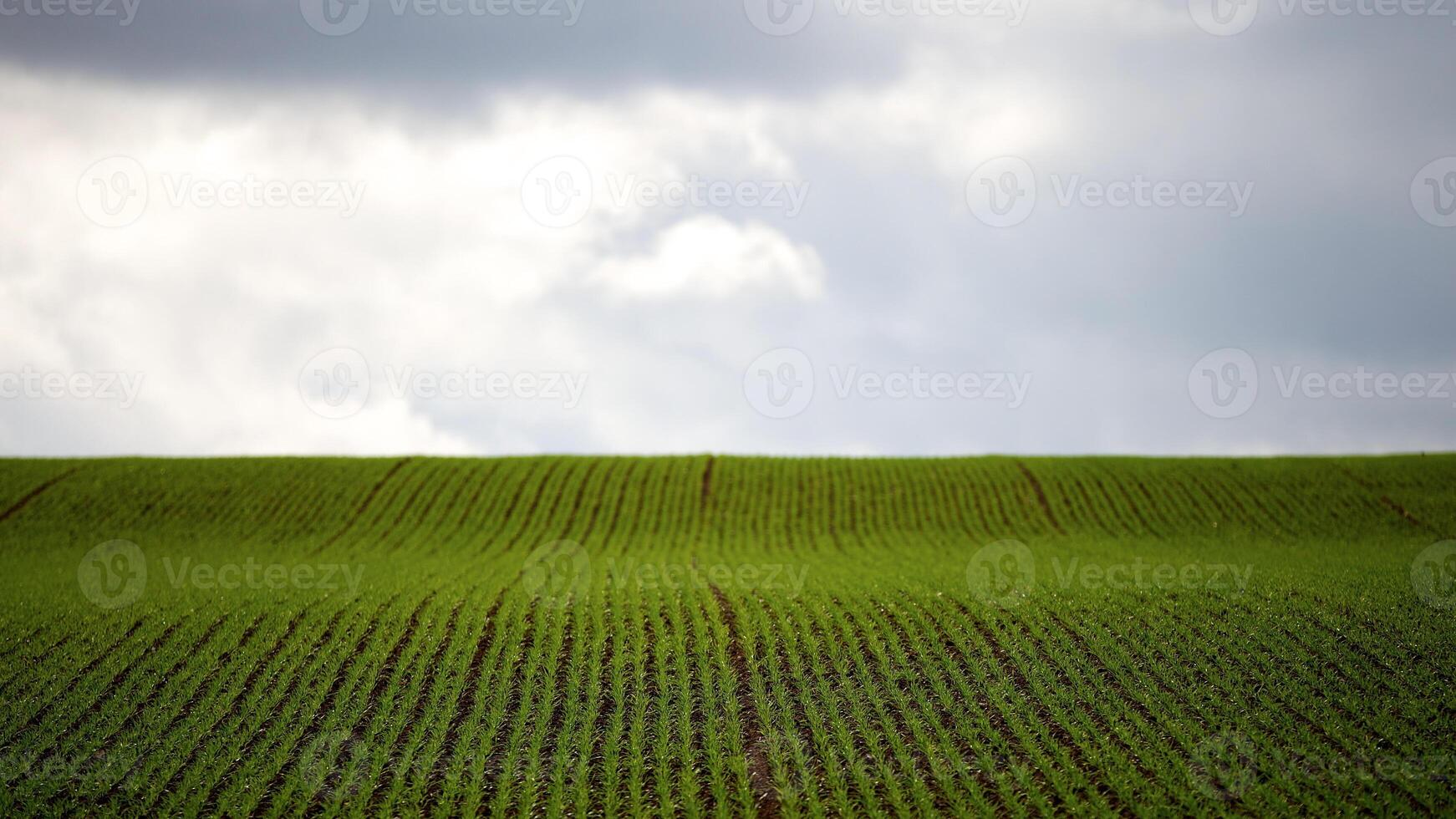 Green field under a grey cloudy sky. Concept of the vastness and simplicity of rural landscapes. Background. photo