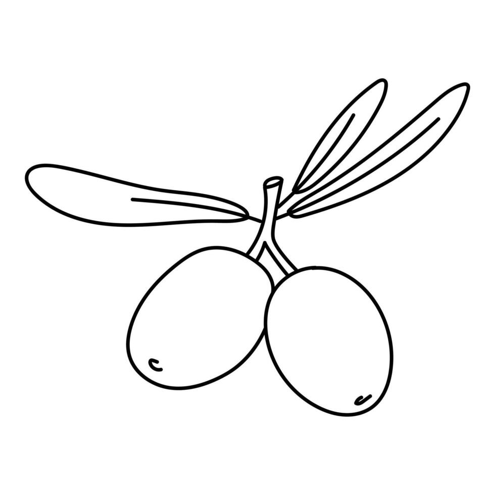 branch with two olives and leaves in the outline. An isolated illustration. An environmentally friendly product with olive oil content. A symbol of a natural product. Contrasting outline for coloring vector