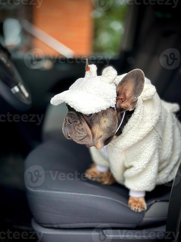 A French bulldog is dressed in a fluffy unicorn costume while sitting comfortably in the front seat of a parked car photo