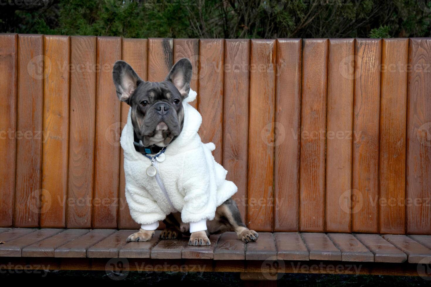 A fashionable French Bulldog sits upright on a wooden bench, showcasing a cozy white coat on a clear day in a park setting photo