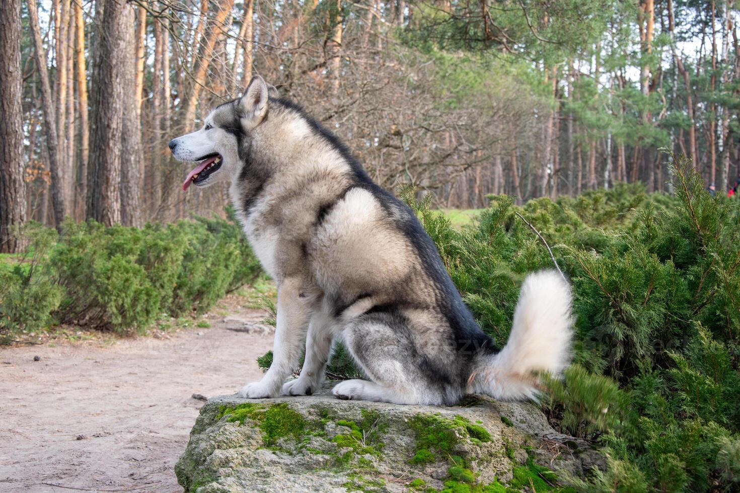A beautiful husky sits on a rock surrounded by lush greenery in a tranquil forest, enjoying the sunny weather and nature photo