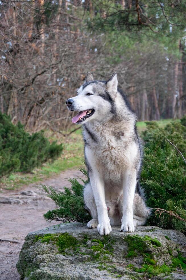 A beautiful husky sits on a moss-covered rock surrounded by lush greenery and trees on a sunny day in a peaceful forest photo