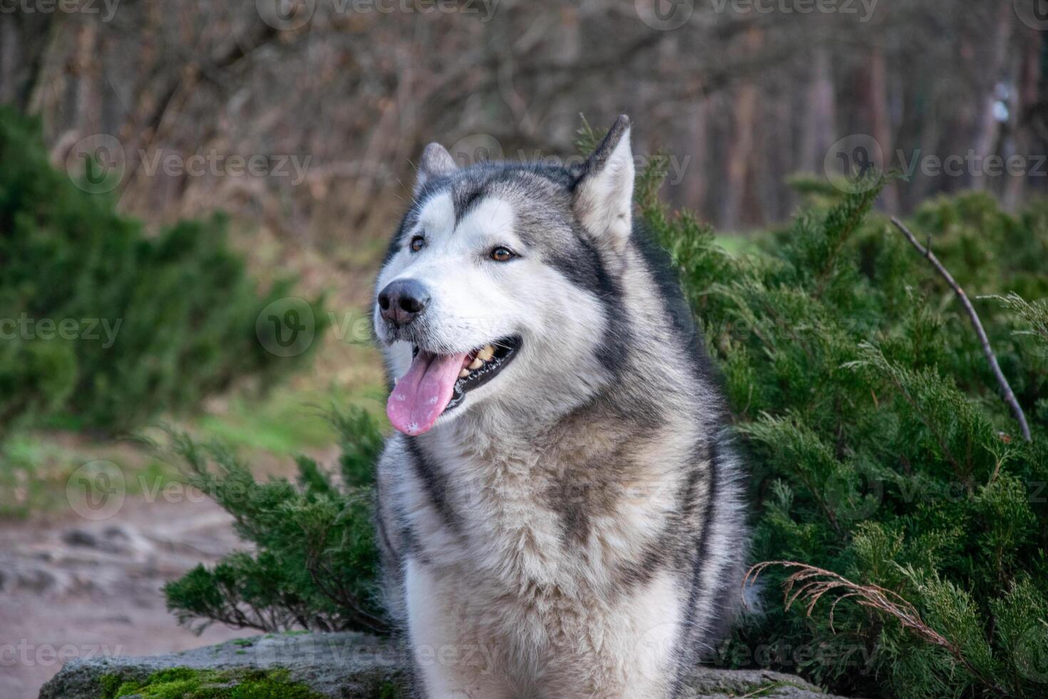 A Siberian husky sits comfortably on a rock, enjoying the serene outdoor environment with lush greenery in the background photo