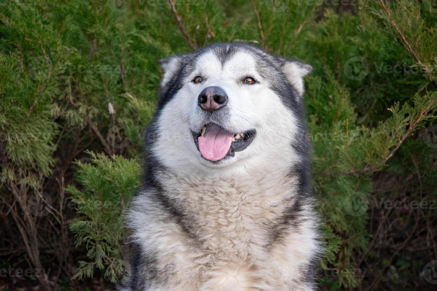 A cheerful Alaskan Malamute is captured sitting in front of green shrubs, showcasing its fluffy fur and playful demeanor photo