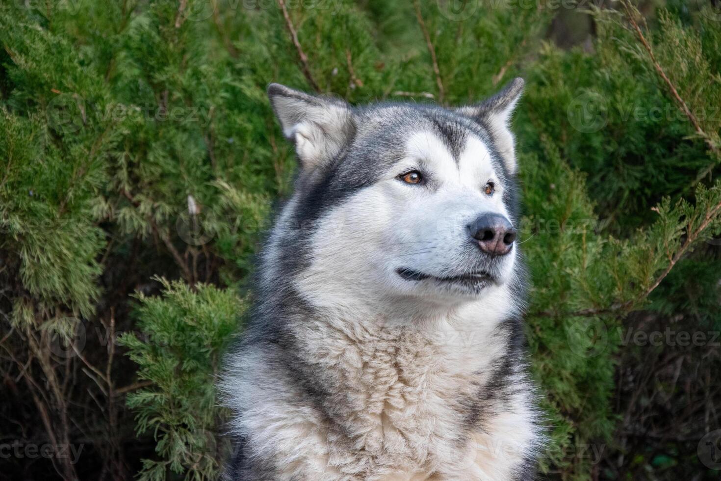 A calm malamute enjoys a tranquil moment surrounded by greenery, showcasing its thick fur and relaxed demeanor on a sunny day photo