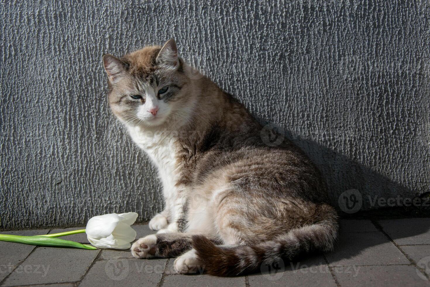A tranquil scene shows a brown and gray cat resting beside a single white tulip on a sunny day in an urban environment photo