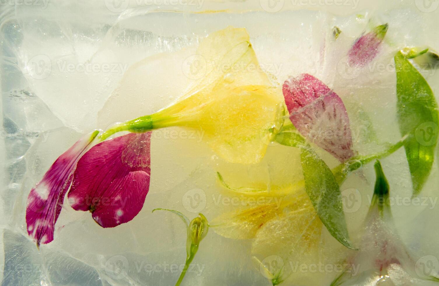 Delicate flowers in shades of yellow and pink are encapsulated in a layer of clear ice, creating a stunning visual effect that highlights nature's beauty in a frozen state photo