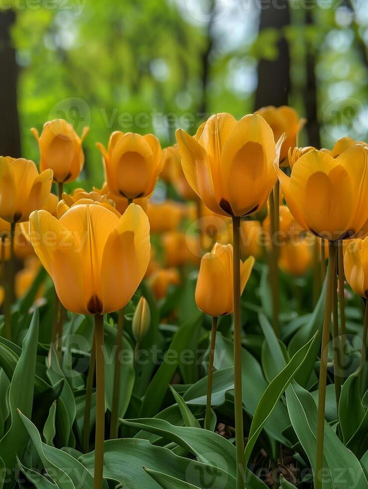 Bright yellow tulips bloom gracefully, their petals gently swaying with a light breeze. Surrounded by rich green leaves, they create a stunning display in a tranquil garden full of life photo