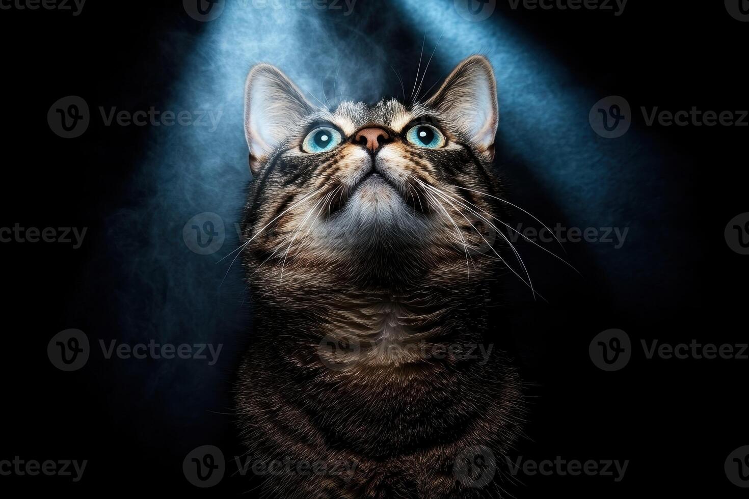 Close up of a tabby cat looking up, mystical lighting photo