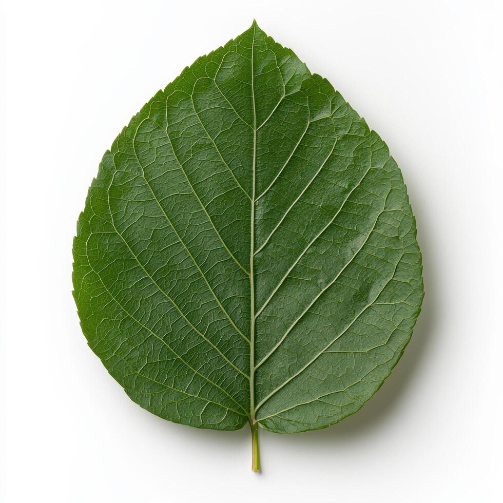 A single green leaf isolated on white background photo