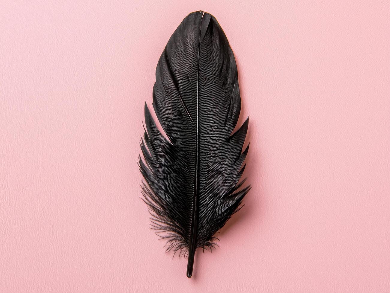 A single black feather on pink background photo