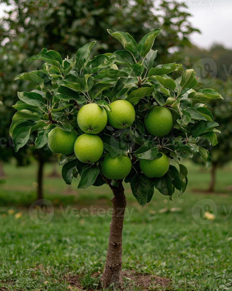 Young apple tree with green apples growing in an orchard photo
