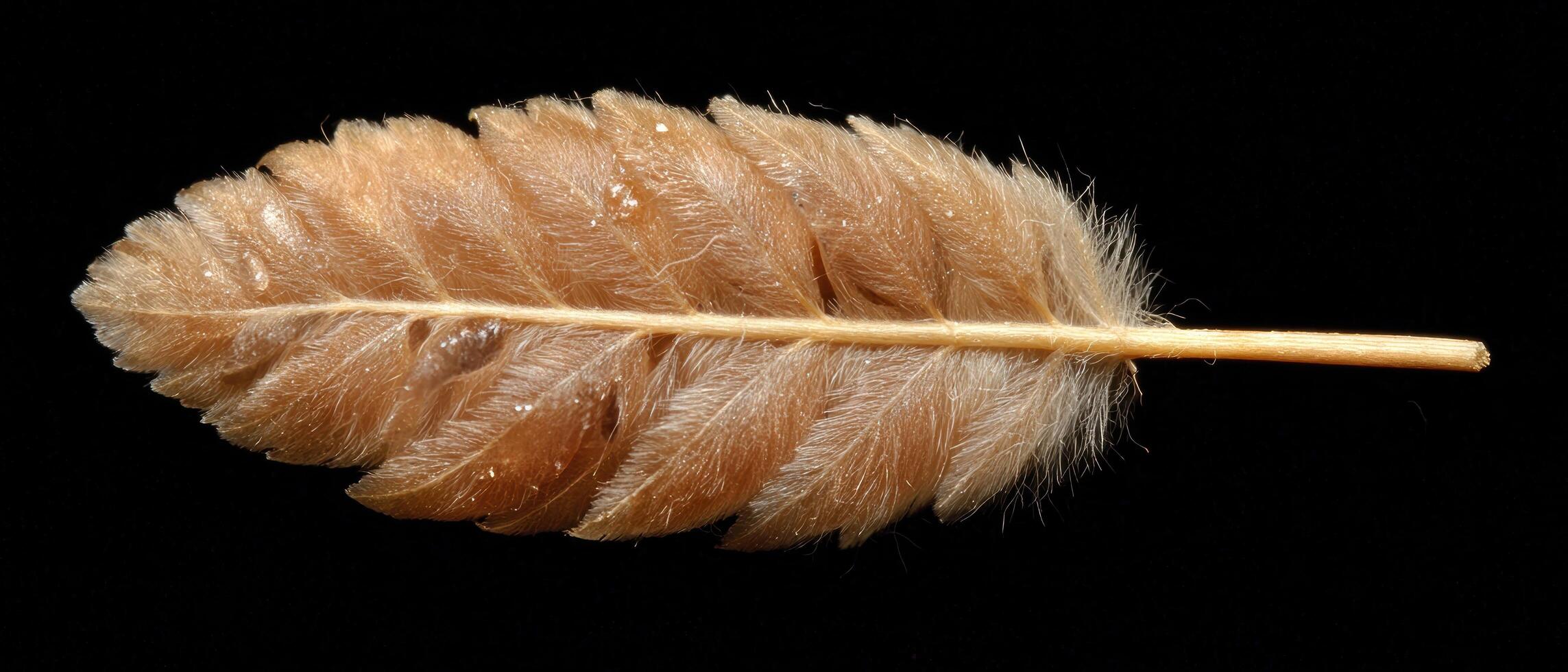 Close up of a fluffy, light brown seed head with water droplets photo