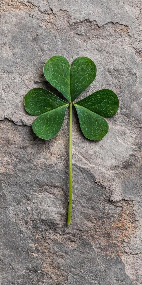 Close up of a four leaf clover on a gray stone background photo