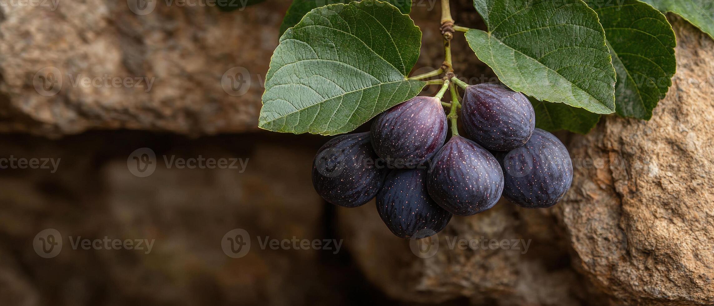 Close up of ripe figs on the branch photo