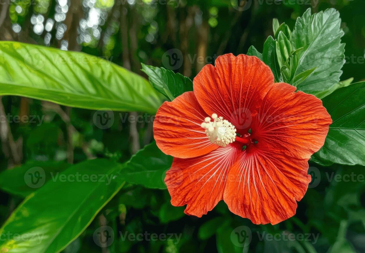 Close up of a vibrant red hibiscus flower in full bloom photo
