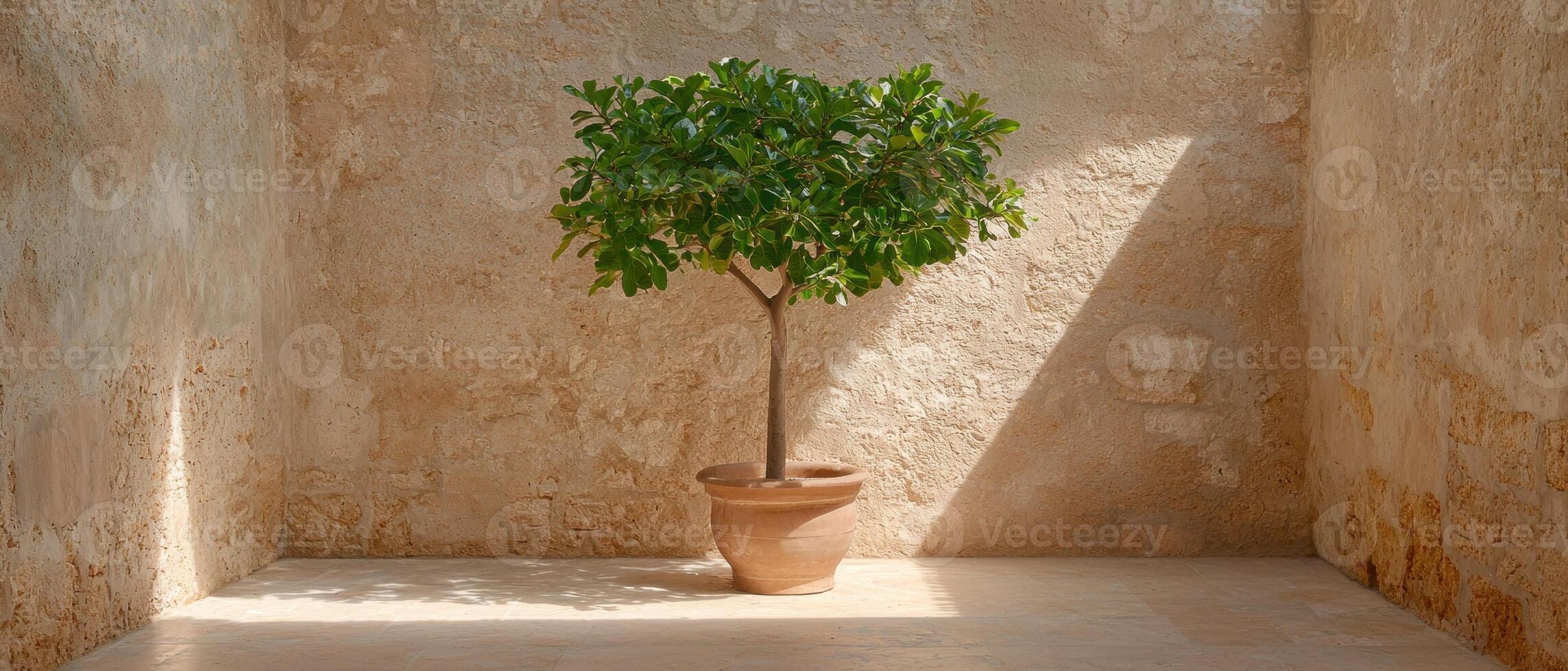 Small potted tree in a sunlit corner photo