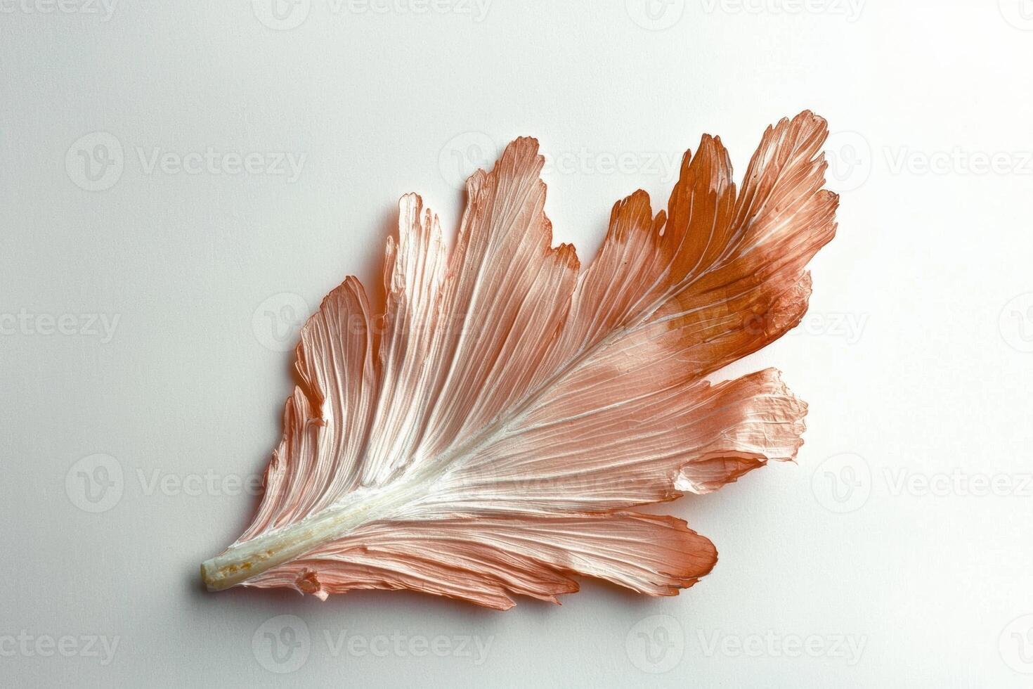 Close up of a single, delicate, peach colored leaf with intricate details photo