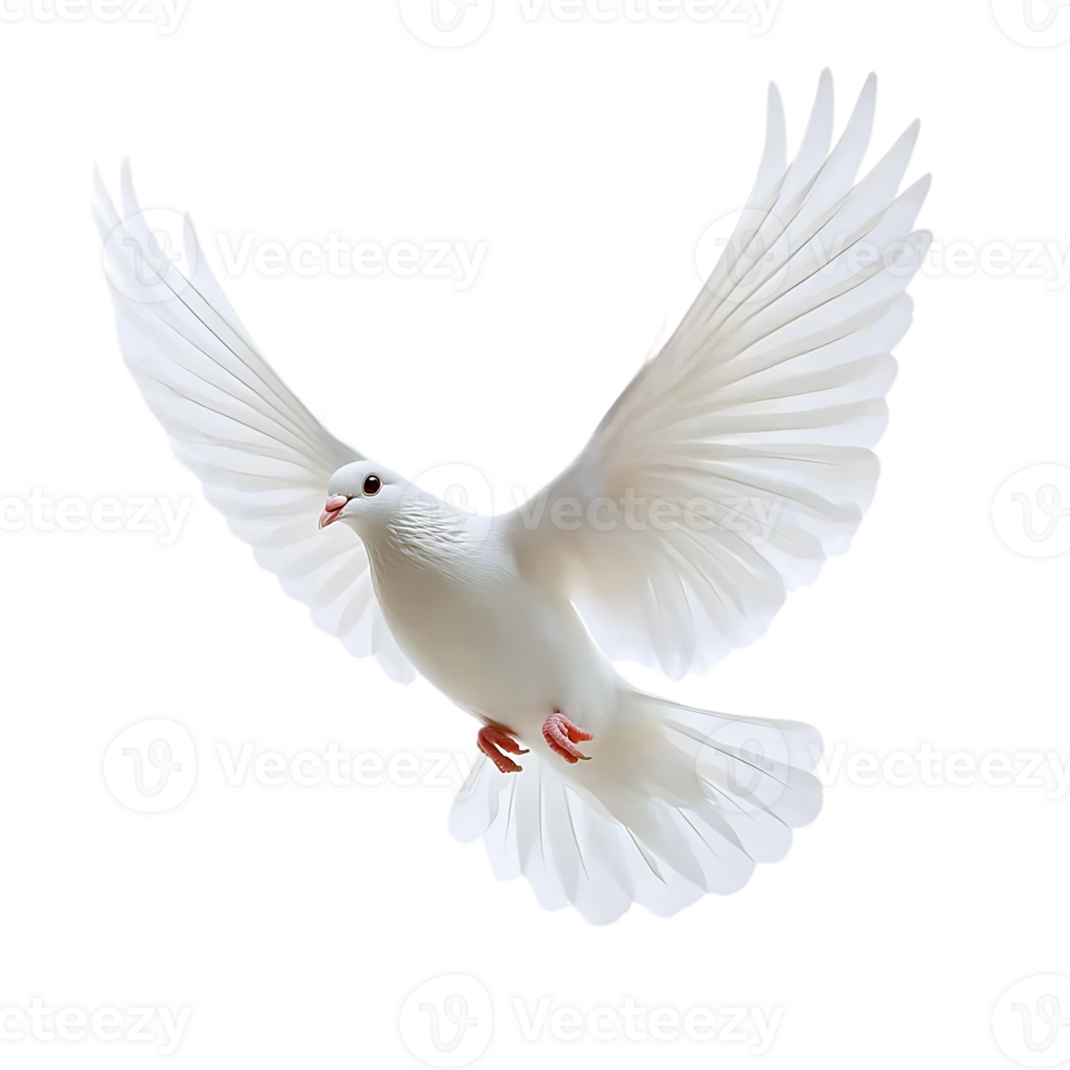 White Dove Soaring Gracefully on Transparent Background png