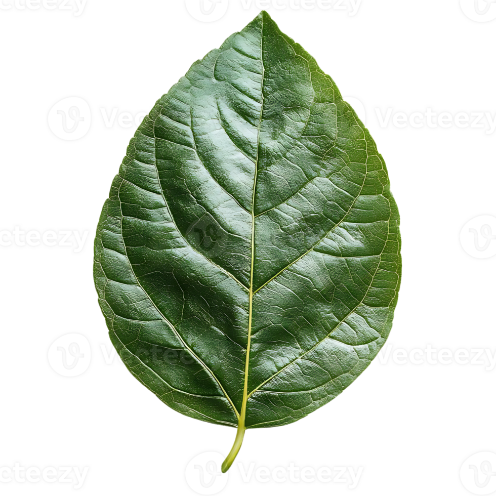 Green Leaf Displays Transparent Background, Botanical Texture Shows Veins Clearly, High-Resolution Image Ideal for Design Projects. png