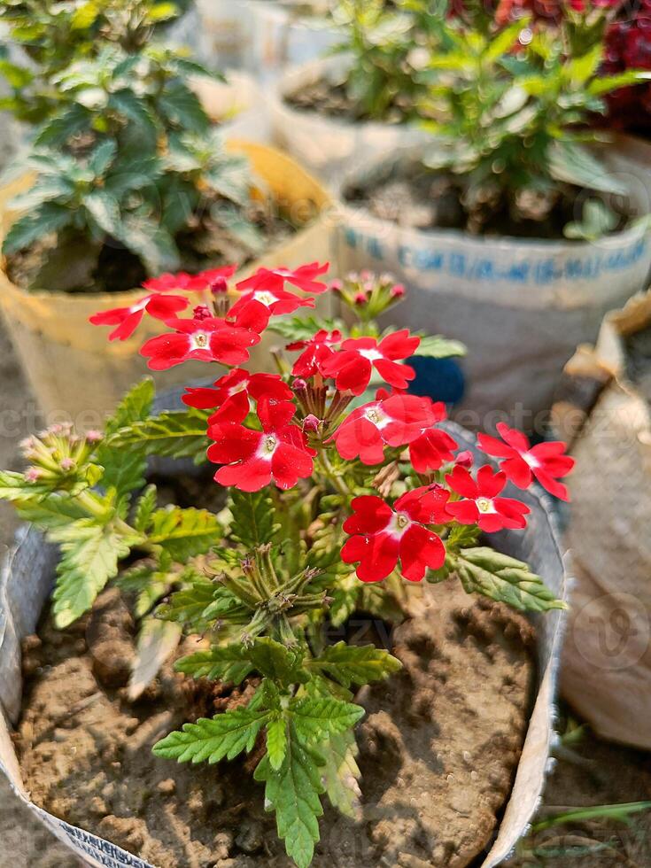 Vibrant Red Flowers in a Potted Plant photo