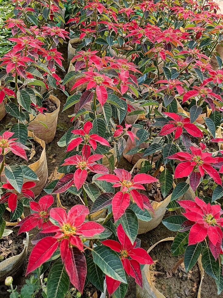 Vivid Potted Poinsettia Flowers Display in Garden photo