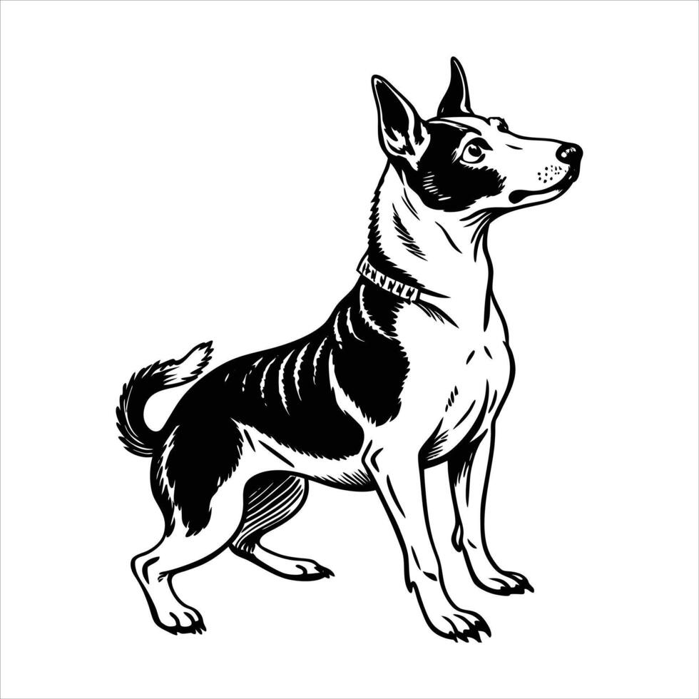 Basenji dog standing on hind legs looking up vector