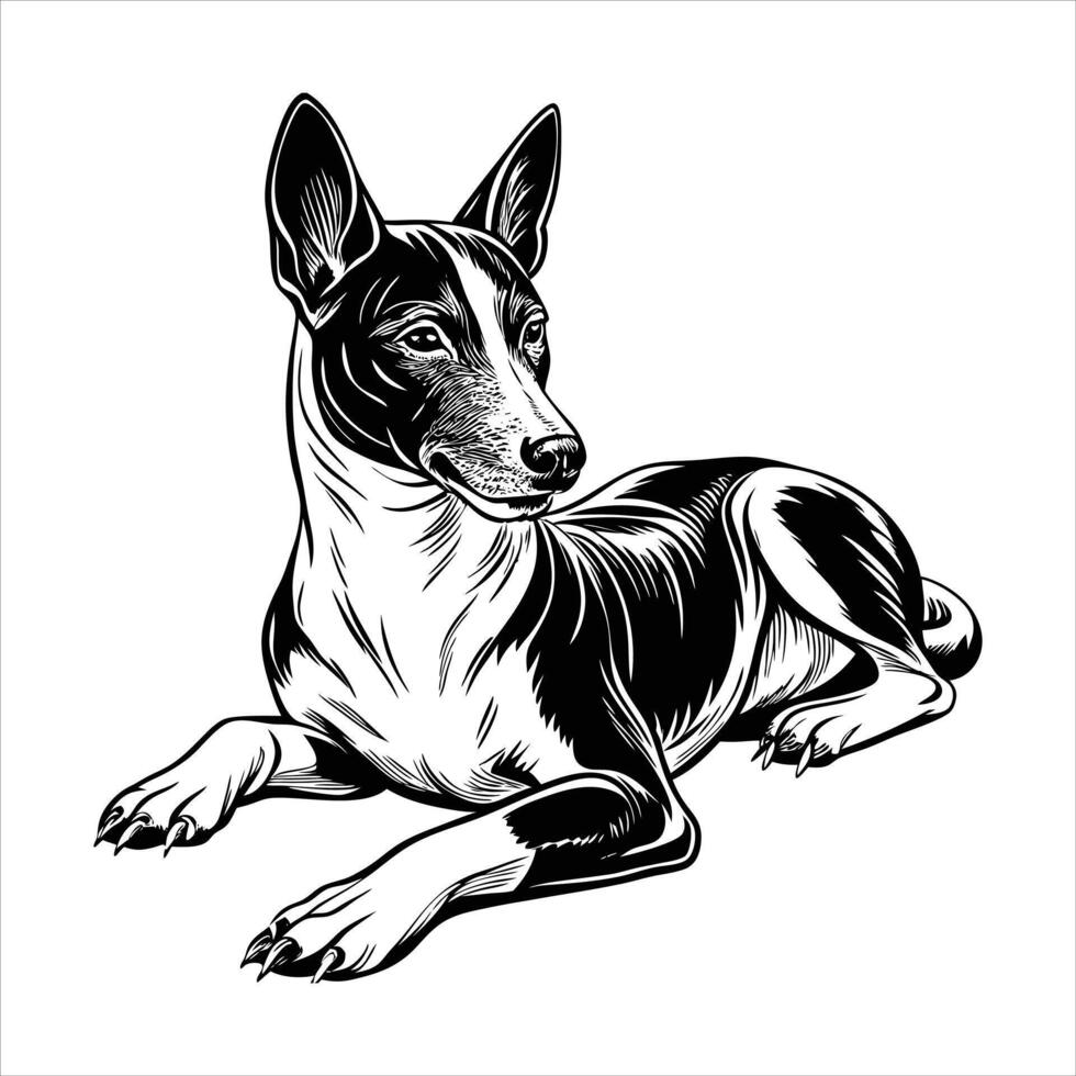 Basenji Dog Lying Down vector
