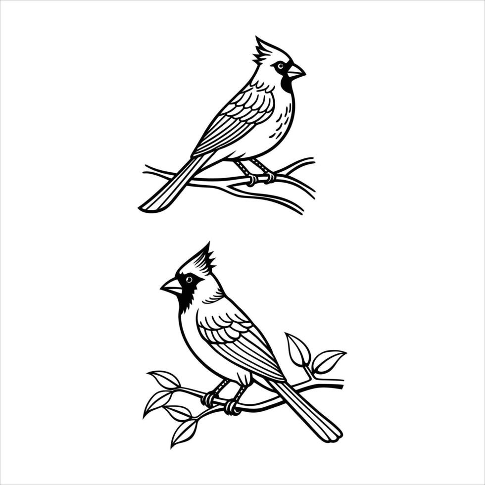 Cardinal Line Drawing Vectors. vector