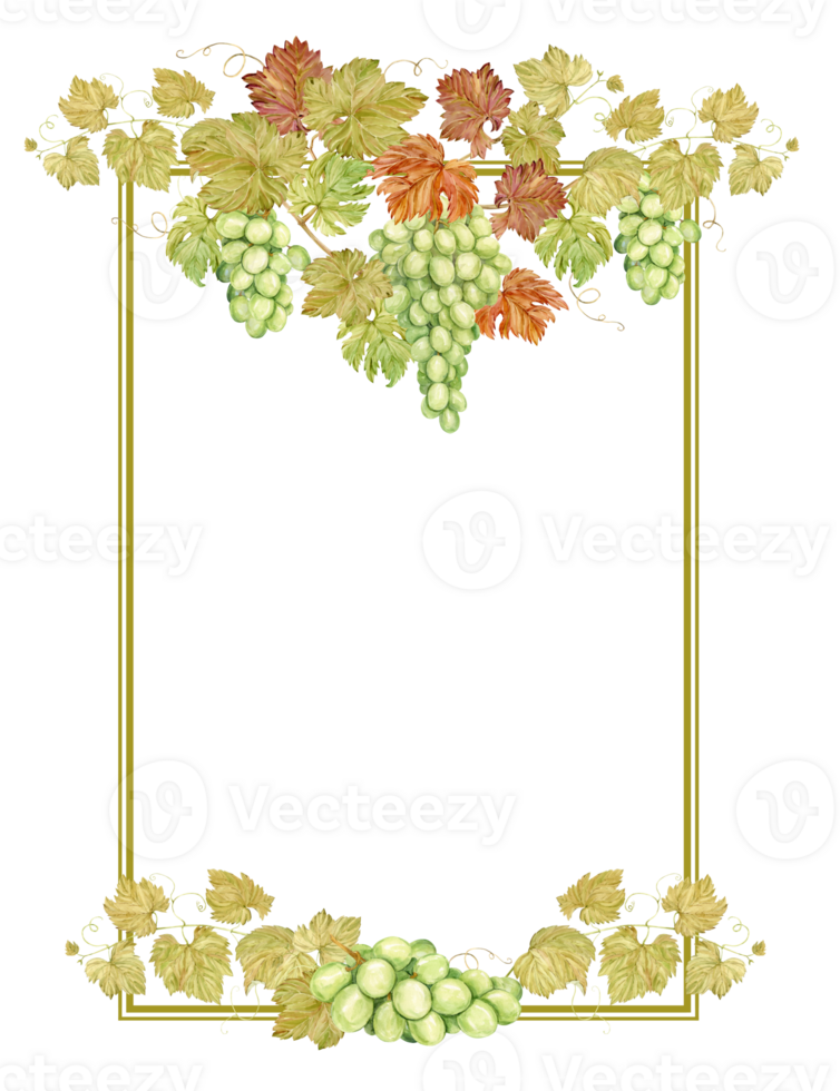 Watercolor vertical frame with grapes. Illustration of grapevine, green berries and leaves. Frame for white wine, jam, juice label. Clipart for wine, cafe, restaurant. png
